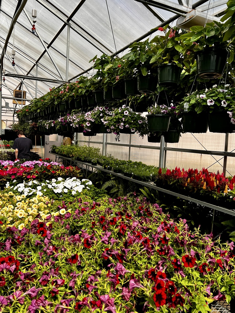 selection of hanging plants and flowers