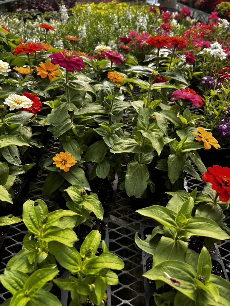 spring flowers