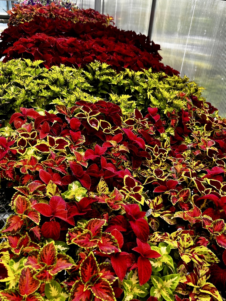 red and green foliage