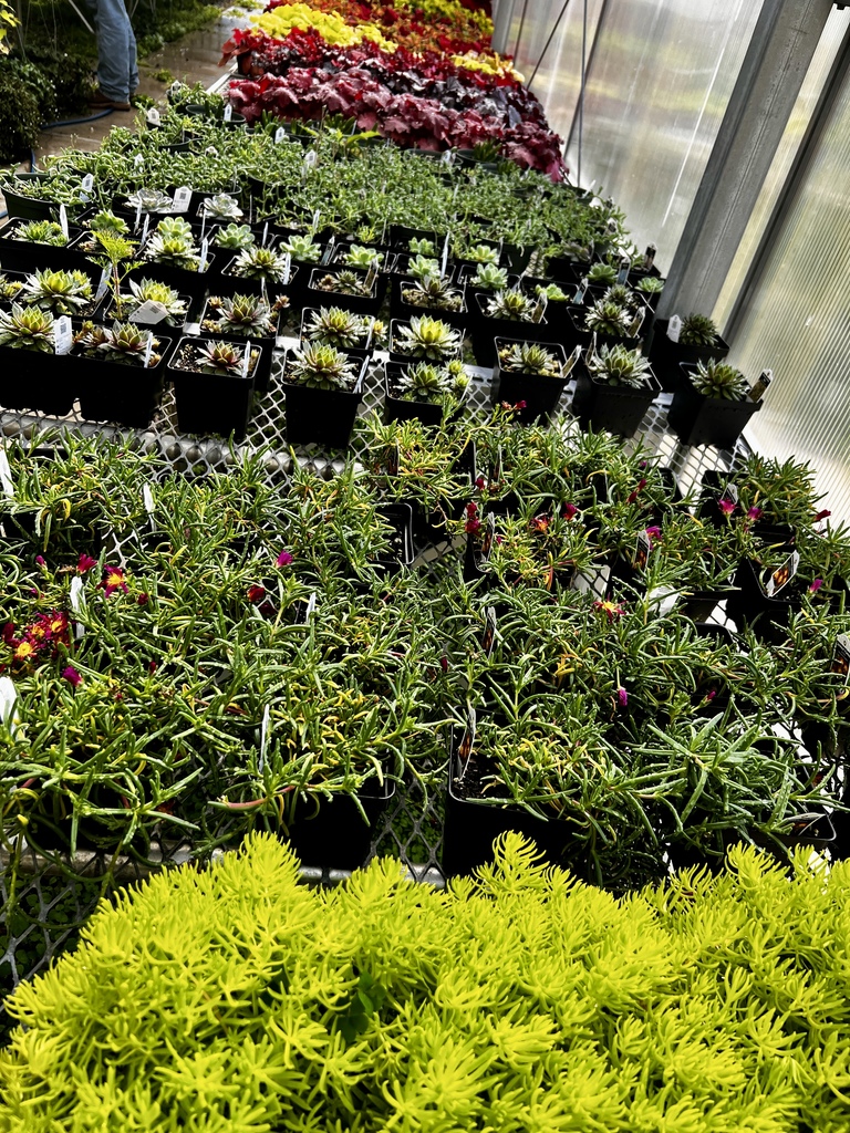 selection of succulents