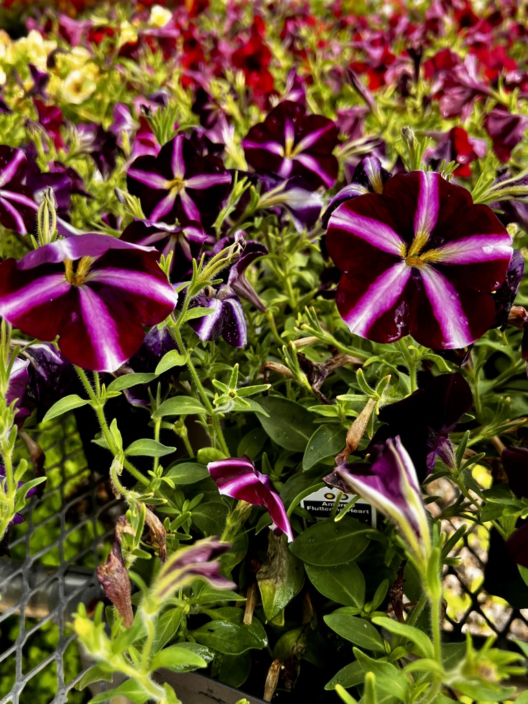 pretty purple flowers
