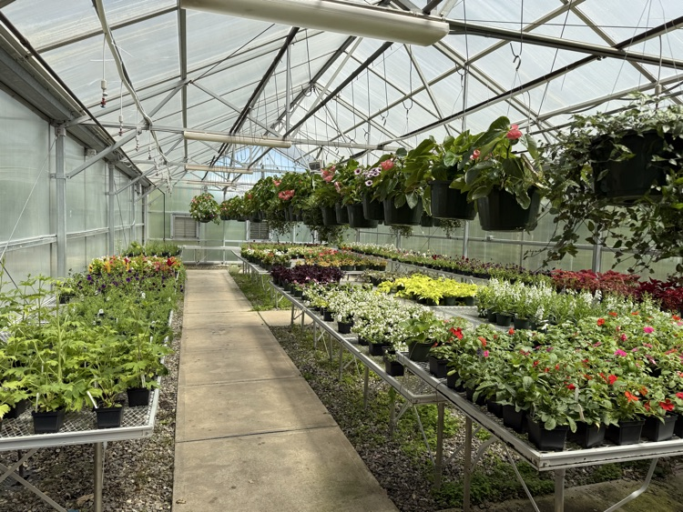 photo of a variety of plants and flowers for sale 
