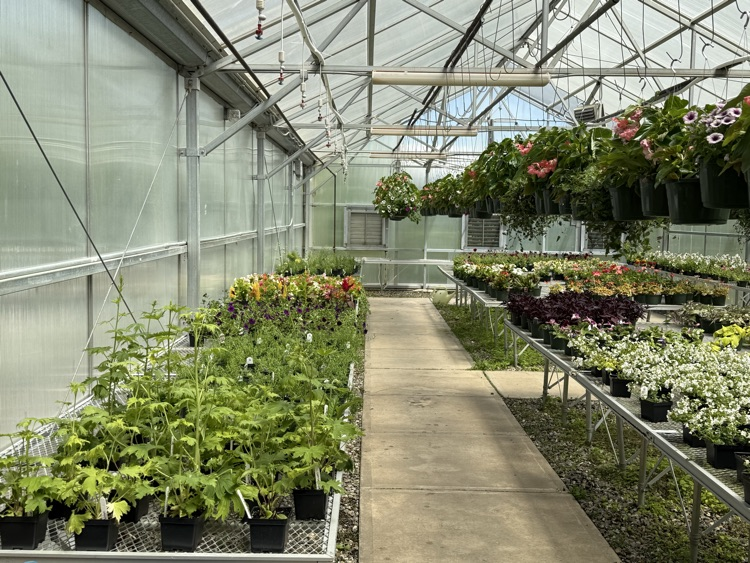photo of a variety of plants and flowers for sale 