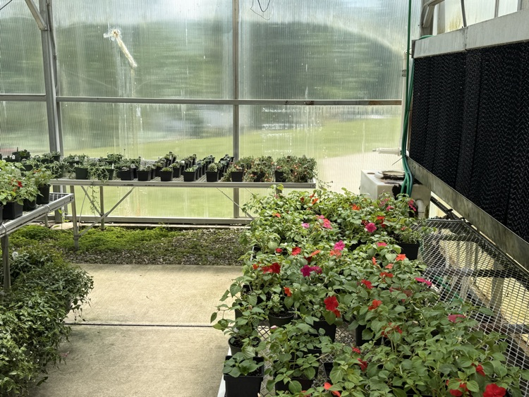 photo of a variety of plants and flowers for sale 