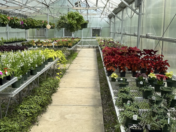 photo of a variety of plants and flowers for sale 