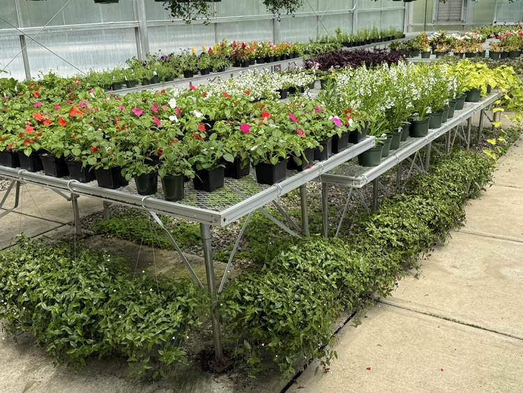 photo of a variety of plants and flowers for sale 