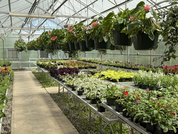 photo of a variety of plants and flowers for sale 