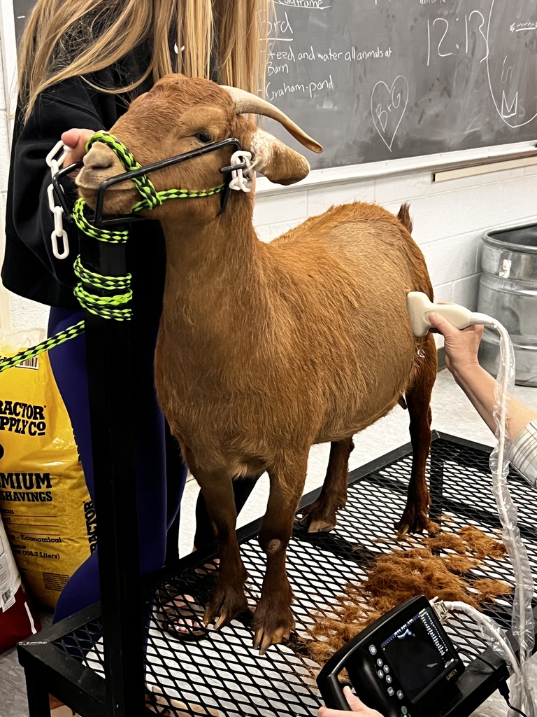 Coco the pregnant goat