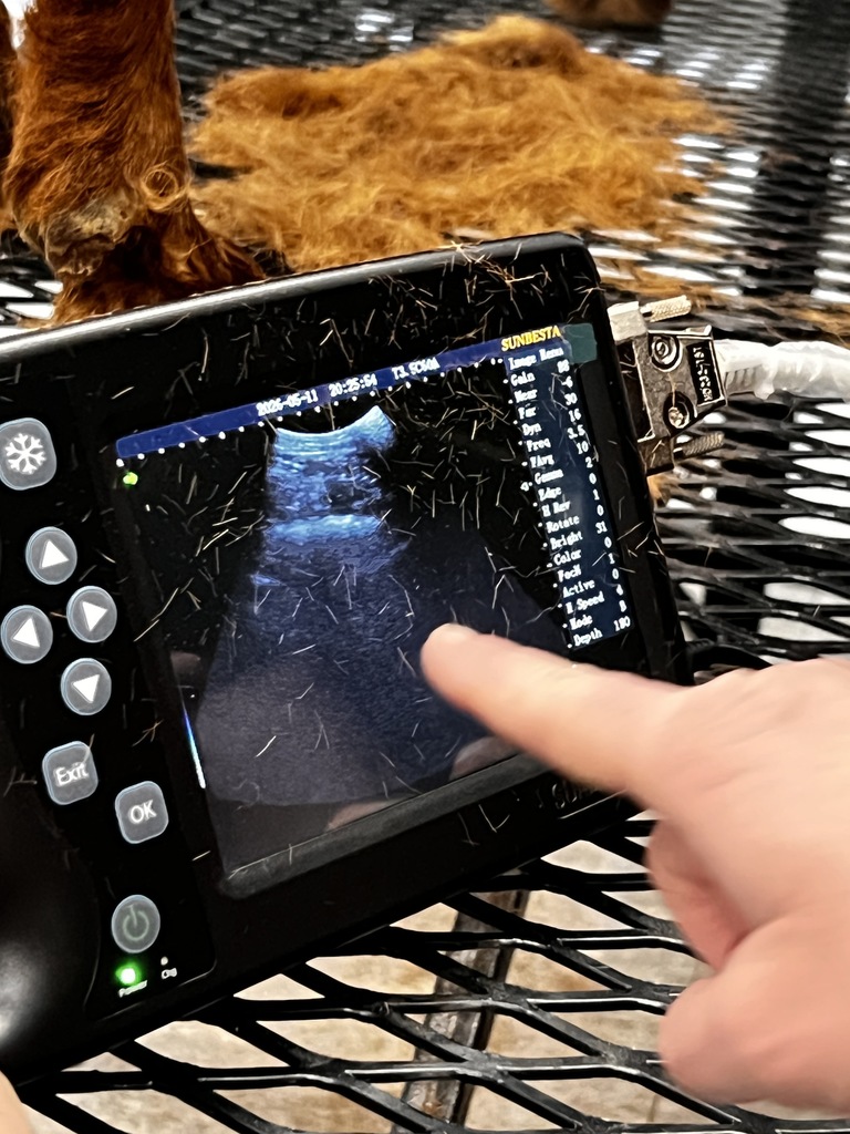 Ultrasound image of Coco's stomach