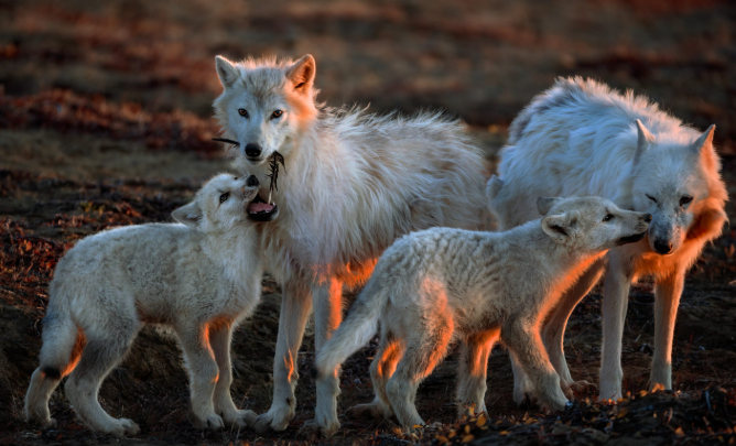 Wolves photography exhibit