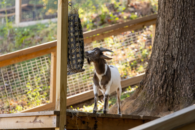 A goat eats hay from a hanging basket.