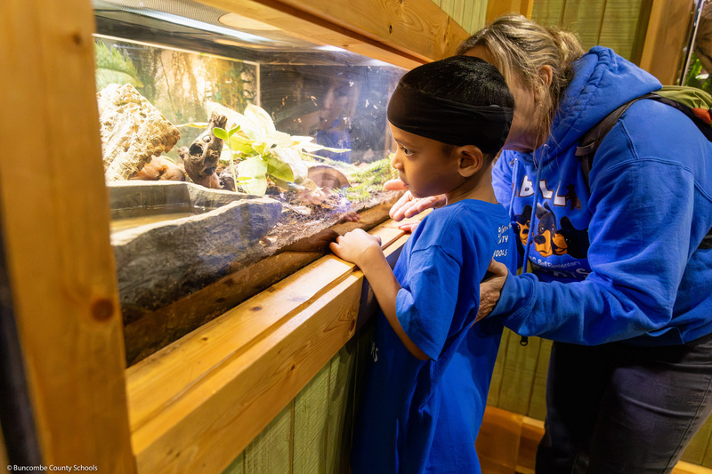 A boy looks into a reptile enclosure.