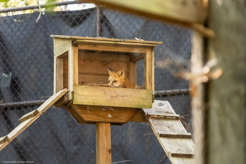 A red fox lounges inside a nest box.