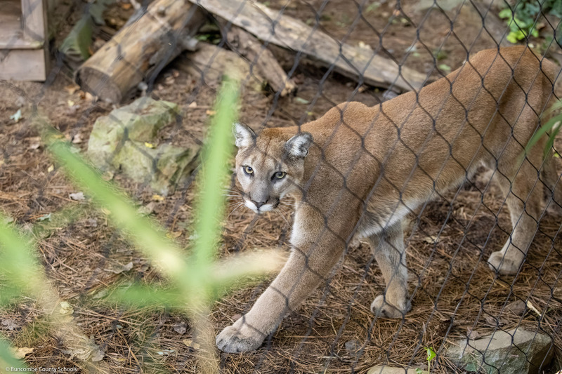 A cougar walks around its enclosure.