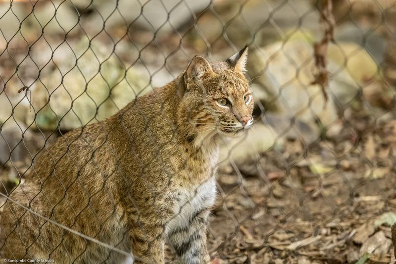 A bobcat sits inside its enclosure.