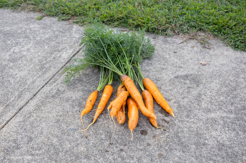 washed carrots