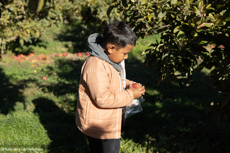 Little boy standing in an orchard holding an apple and looking down at it.