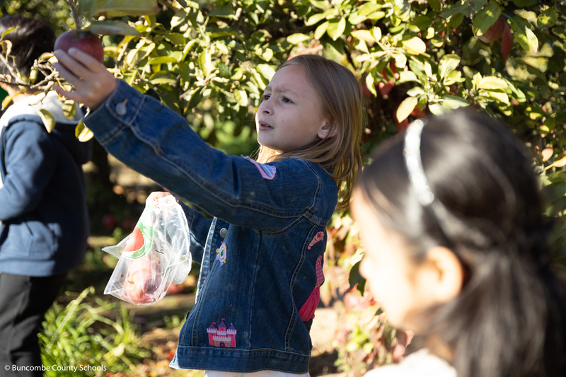 Little girl picking an apple off of a tree.