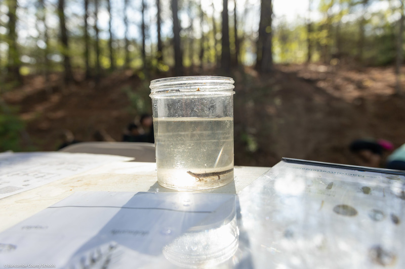 A salamander rests in a sample glass.