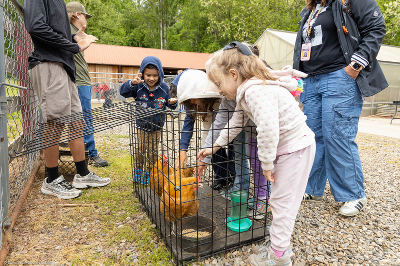 Students reach down to pet chickens.