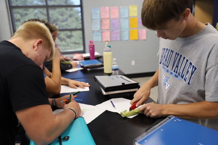 Students dissecting a sunflower stem in horticulture! 