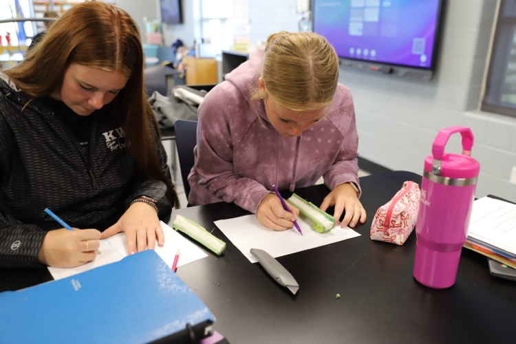 Students dissecting a sunflower stem in horticulture! 