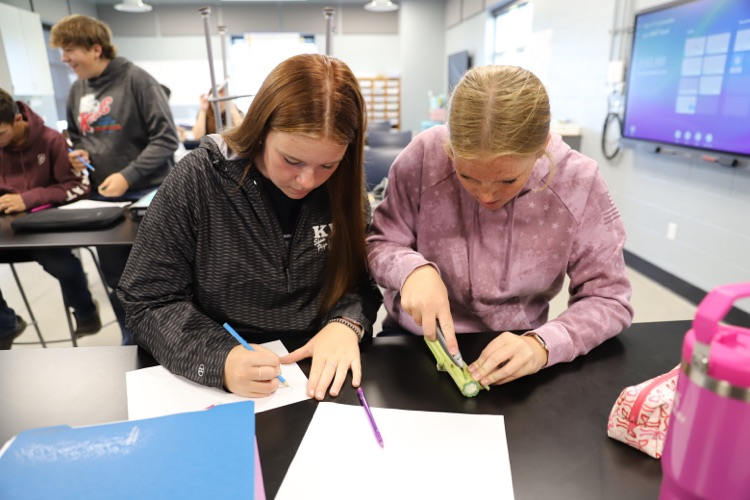Students dissecting a sunflower stem in horticulture! 