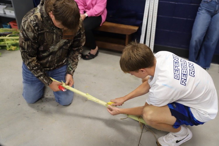 Students dissecting a sunflower stem in horticulture! 