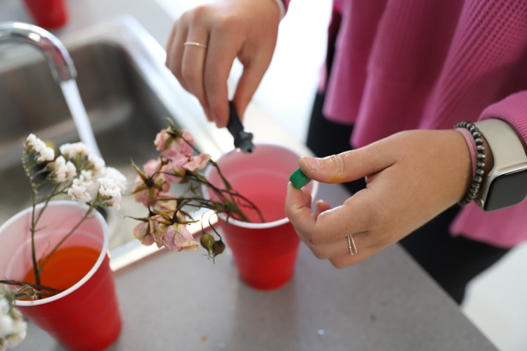 Students using translocation to dye flowers with colored water! 
