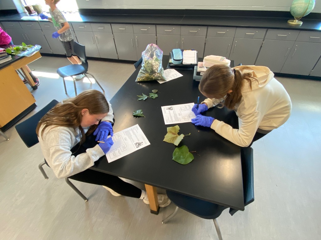 Intro Taxonomy Activity 