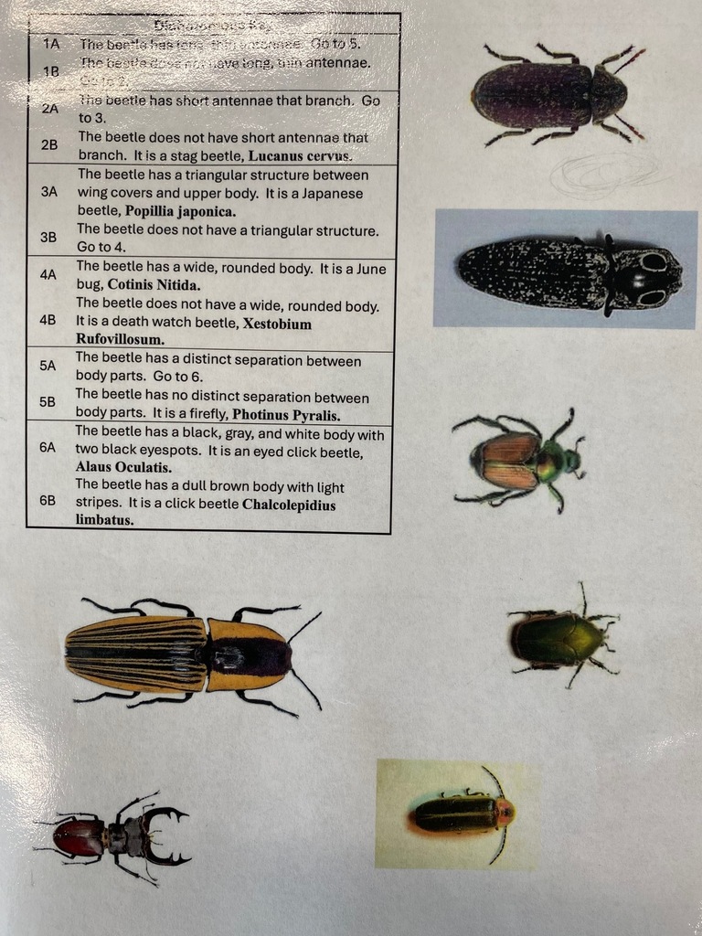Dichotomous Key Activity 2