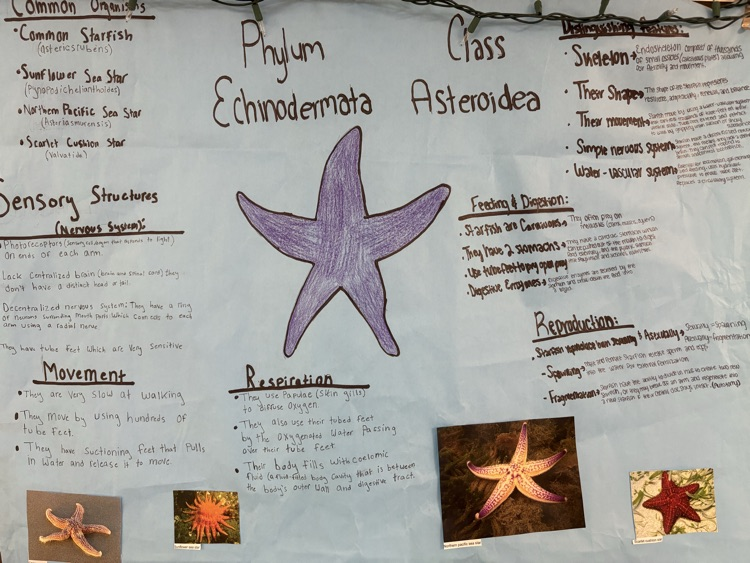 Echinoderms