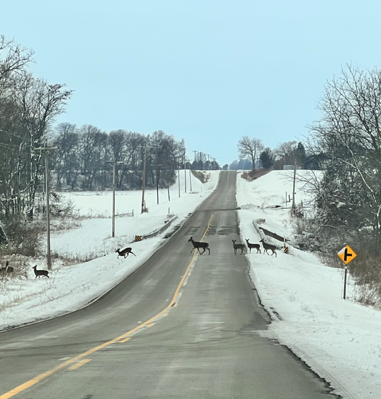 heard of deer crossing