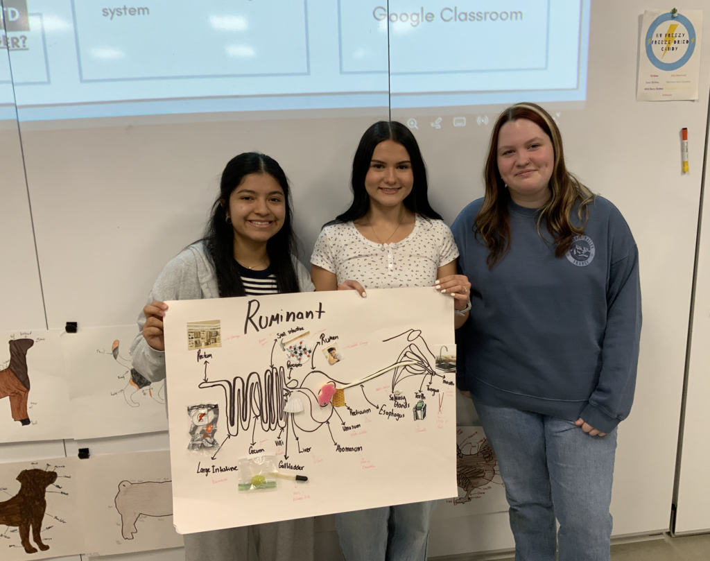 Students in Miss Merriman and Mrs. Shimmin’s Pre-Vet class have been learning about the four digestive systems found in animals: avian, ruminant, pseudo-ruminant, and monogastric. To deepen their understanding, students connected each system’s functions to common household items that serve a similar purpose.  Can you guess which digestive system humans have?