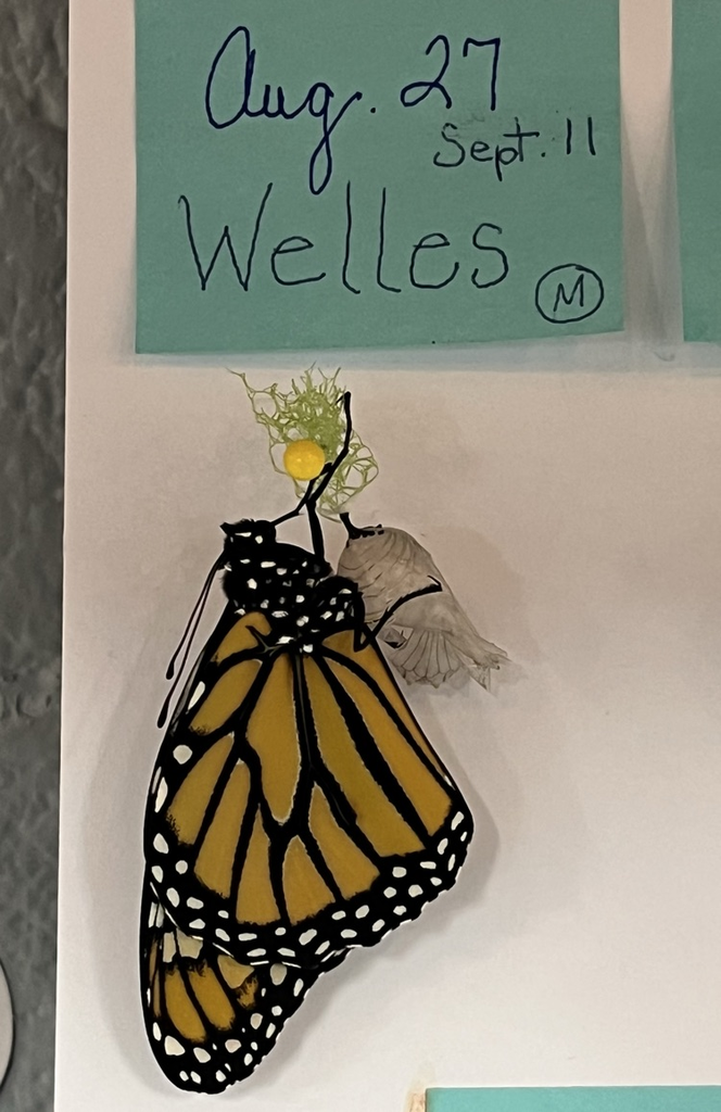 Welles