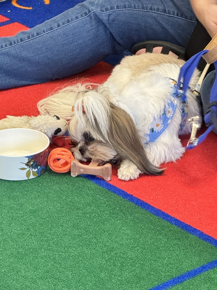 Therapy dog visits Head Start 