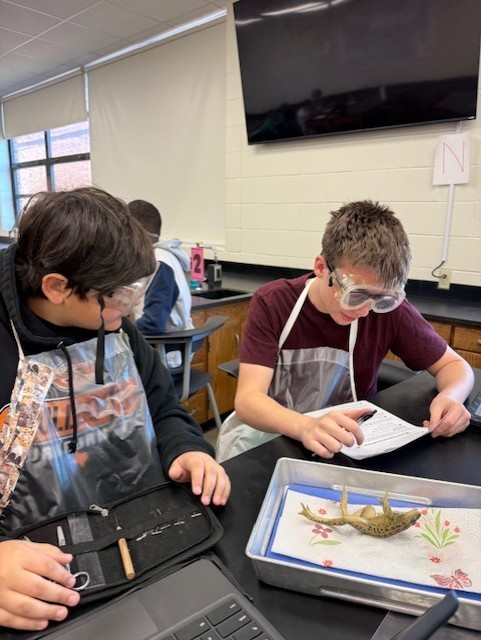 frog dissection
