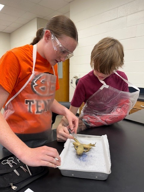 frog dissection
