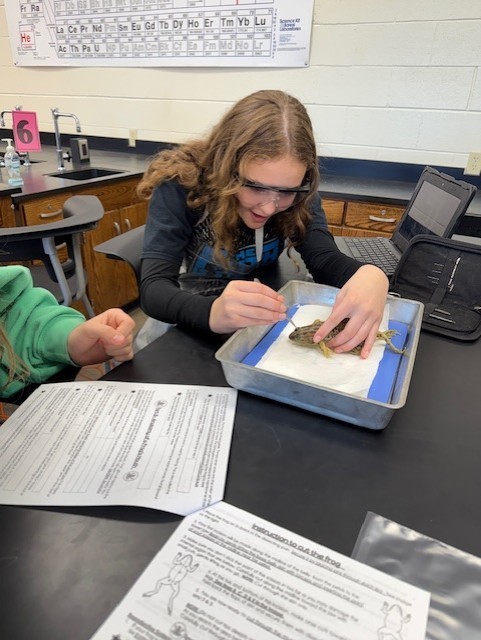frog dissection