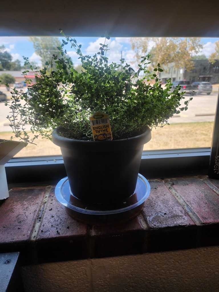 plant