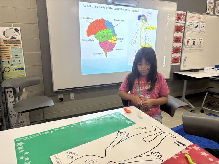 The 4th grade students in PLTW are creating a model of the brain as we learn about our central nervous system.