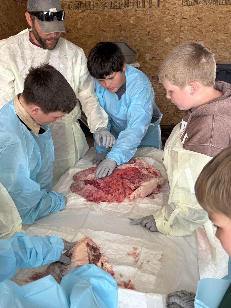 dissect