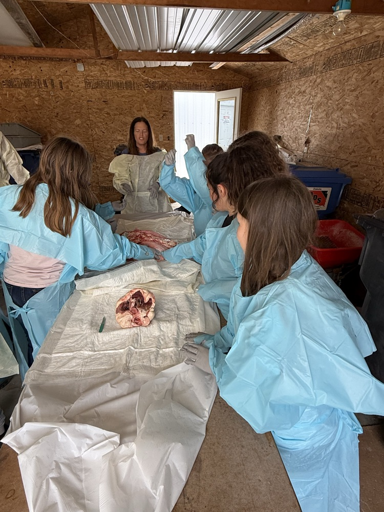 dissect