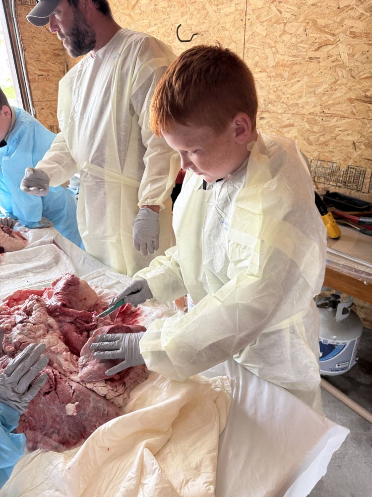 dissect
