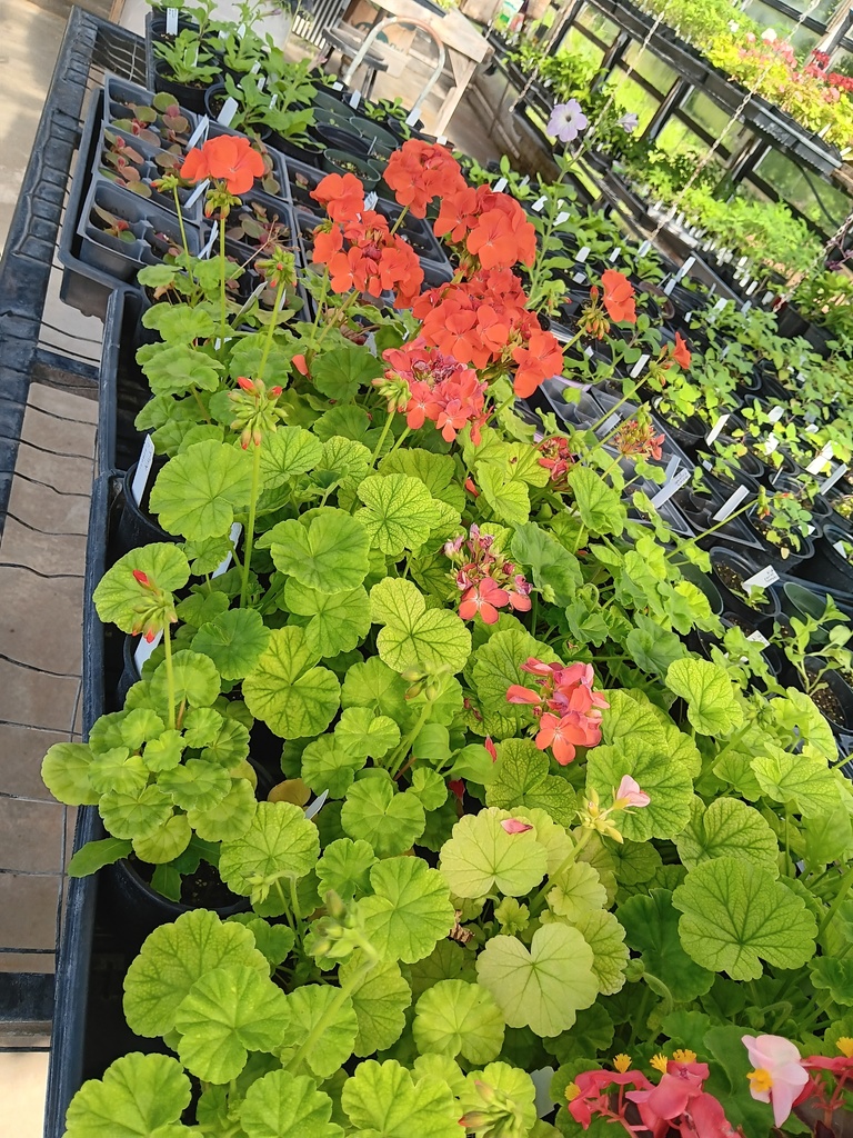 Picture of plants in the greenhouse