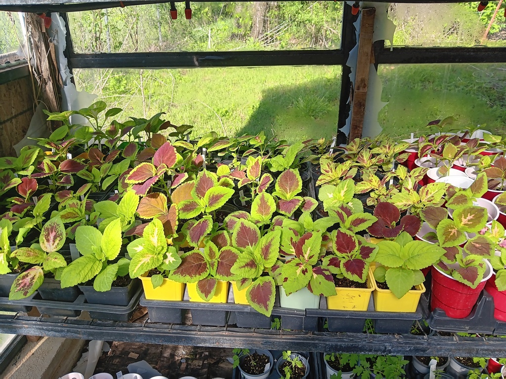 Picture of plants in the greenhouse