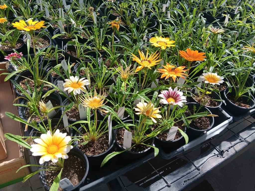 Picture of plants in the greenhouse