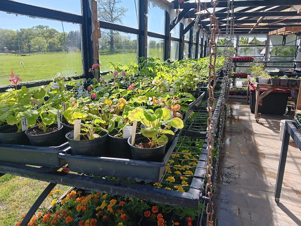 Picture of plants in the greenhouse