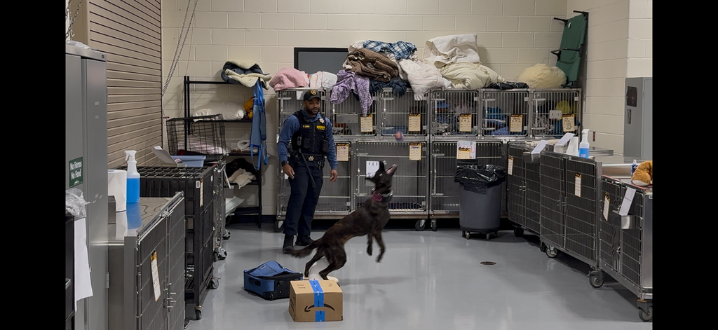 Control Dog Training at medtech vet