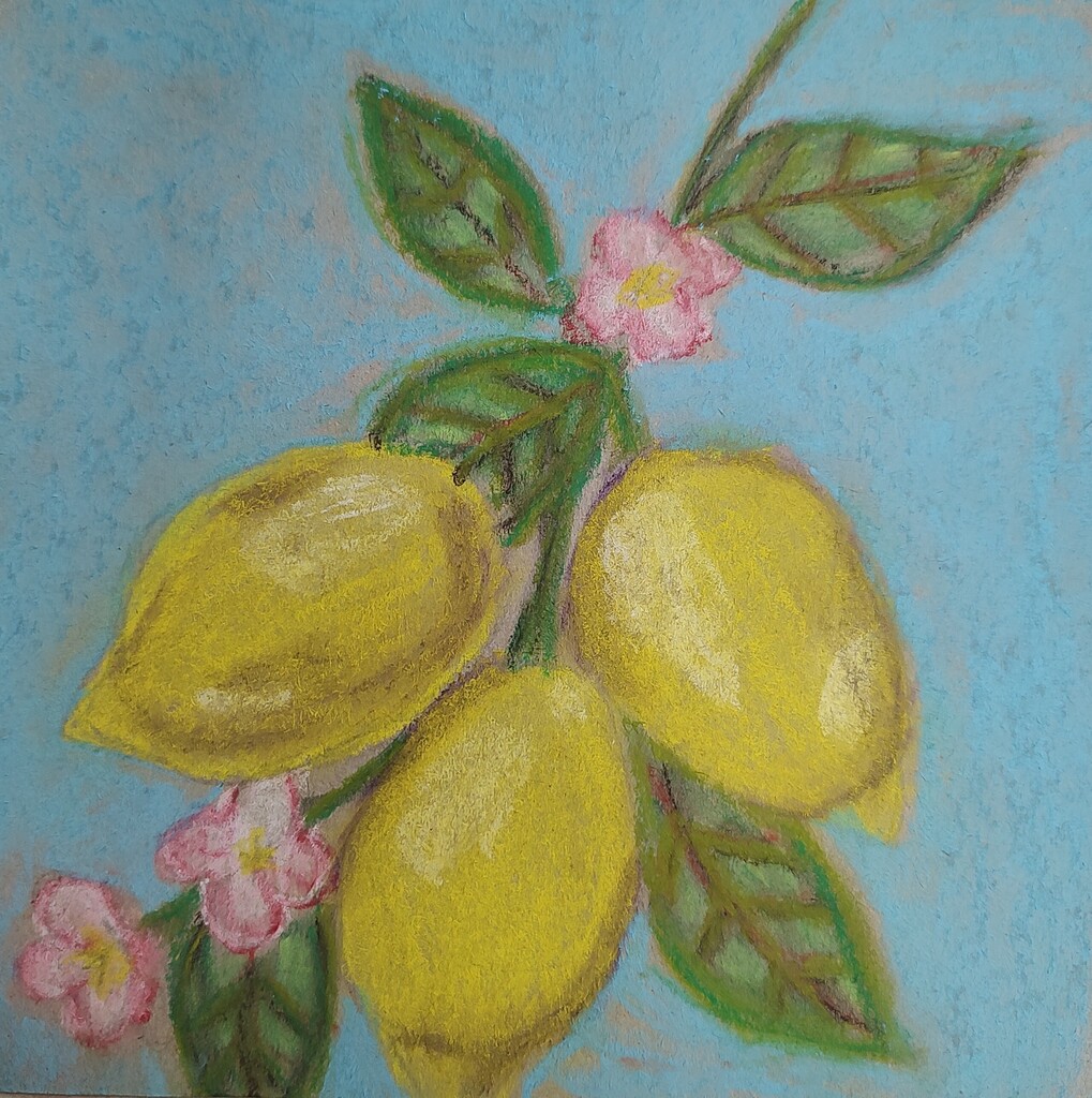 Student drawing of lemons.